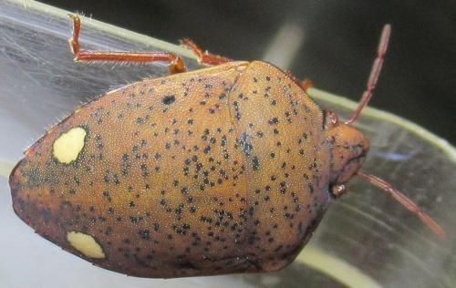 Solenosthedium bilunatum
